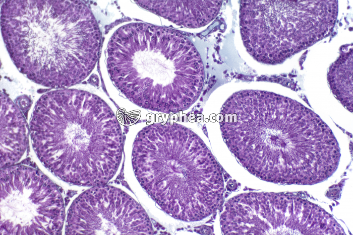 Testicule de Rat avec cellules intesticielles x40 - gryphea.com